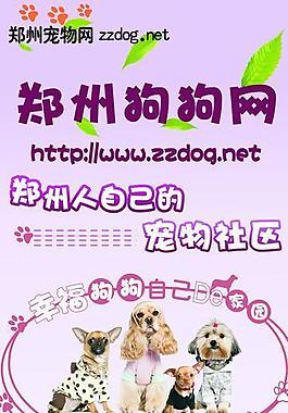 寵物海報(bào) x展架圖片