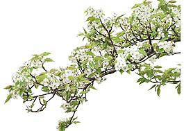 景觀設(shè)計(jì)圖片