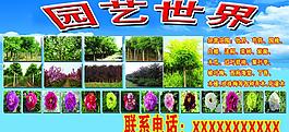 綠化苗木圖片