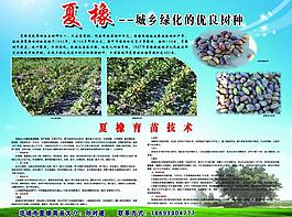 夏橡圖片