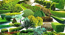 園林植物圖片