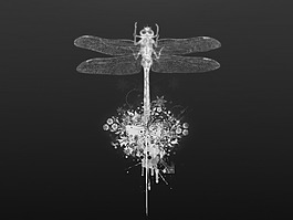 蜻蜓圖片