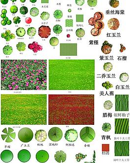 花草平面图图片