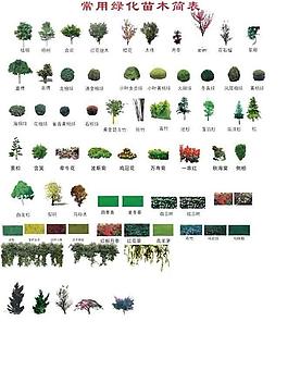 植物素材圖片