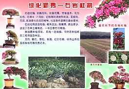 石巖杜鵑圖片