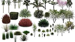 植物素材圖片