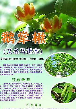 鵝掌楸 馬褂木圖片