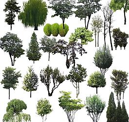 植物素材圖片