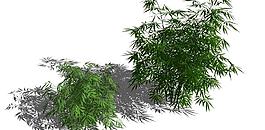 竹子模型2组图片