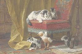 小猫图片