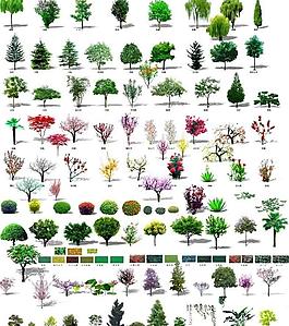 植物素材圖片