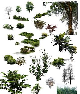 植物圖片