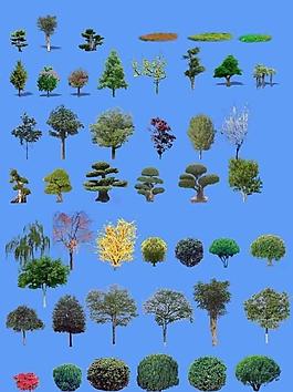 植物素材圖片