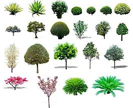 植物素材圖片