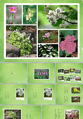 韓國主題各種美麗花卉素材ppt模板