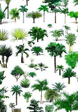 熱帶植物分層源文件圖片