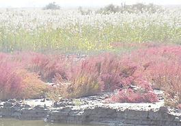 黄河口湿地自然风光图片