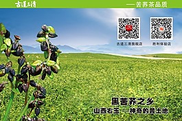 黑苦蕎之鄉(xiāng)神奇的黑土地