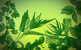 綠草草地ps筆刷