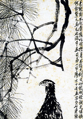 松鹰