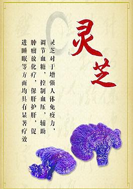 靈芝圖片
