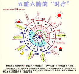 中醫時療 五臟六腑圖片