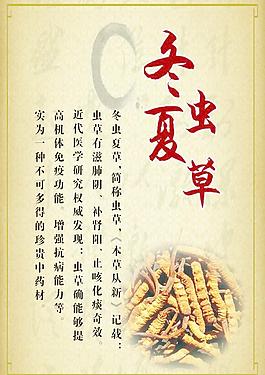 冬蟲夏草圖片