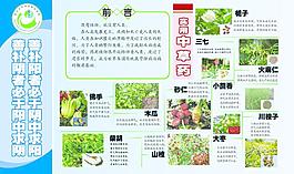 中藥圖片