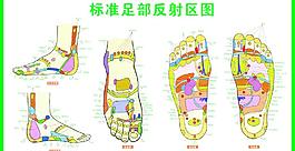 標(biāo)準(zhǔn)足部反射區(qū)圖圖片
