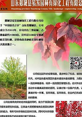 苗木 易拉寶圖片