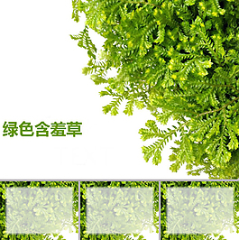 清新綠色含羞草ppt背景模板