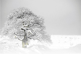 下雪了動態ppt模板