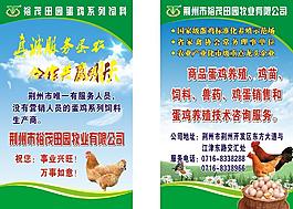 蛋雞 飼料 易拉寶文圖片