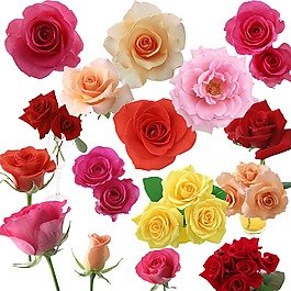 玫瑰花