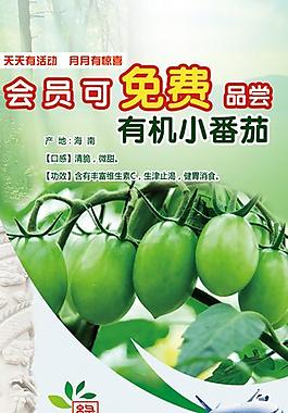 有機小番茄易拉寶圖片