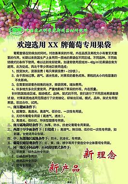 葡萄圖片