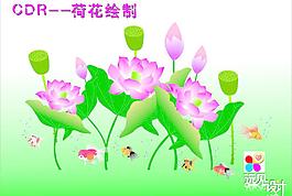 荷花图片
