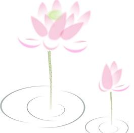 荷花圖片