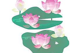 荷花圖片