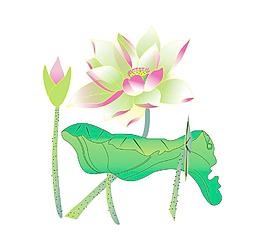 荷花圖片