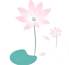 荷花圖片