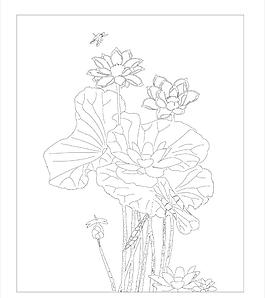 荷花圖片