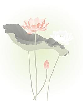 荷花圖片