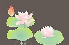 荷花圖片