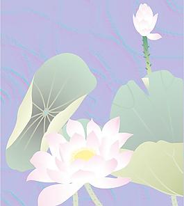 荷花圖片