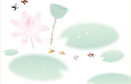 荷花图片
