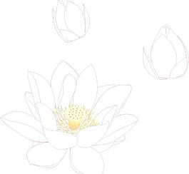荷花圖片