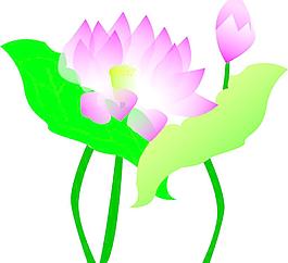 荷花圖片