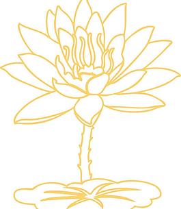 荷花圖片