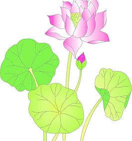 荷花圖片